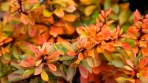 Что посадить в миксбордере? Карликовый барбарис Тунберга! Декоративный сад своими руками.