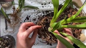 ВЫРАЩИВАНИЕ ОРХИДЕИ ОНЦИДИУМ В ВОДЕ