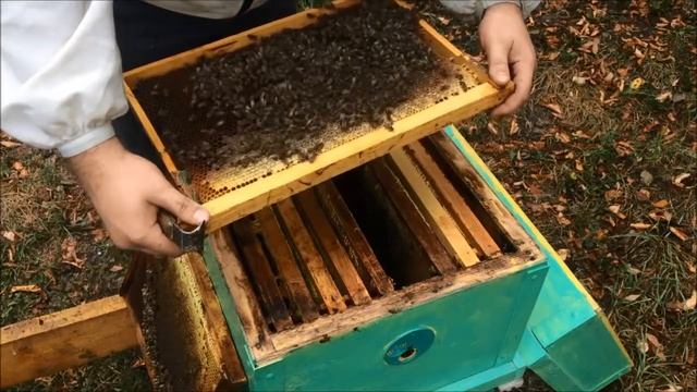 Как найти матку в улье и пометить ее. Нет расплода в улье смотреть онлайн