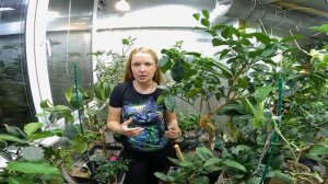 Зимний сад на лоджии.