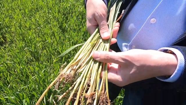 Диагностика вирусов зерновых и корневых гнилей