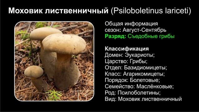 Топ 10 РАЗНОВИДНОСТЕЙ ГРИБОВ МОХОВИК