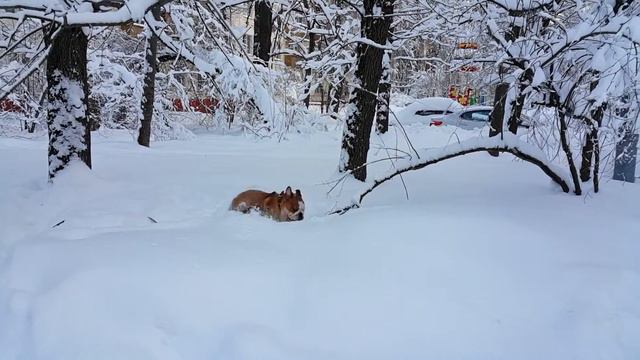 Английский бульдог Марио на зимней прогулке смотреть онлайн