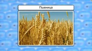 Прорастание семян   урок 45, биология 6 класс