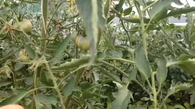 Сорт томата Сержант Пеппер. Помидоры для гурманов. смотреть онлайн