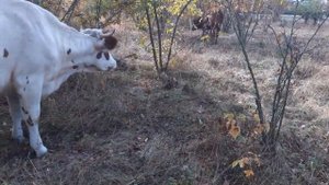 Доить корову нужно 3 раза и правильно! А это как ?