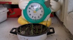 Ускоренная съёмка овёс HD