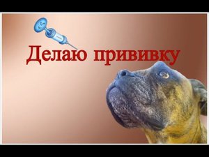 Вакцинация собак, как вводить вакцину собакам в домашних условиях #40