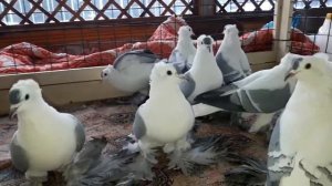Саксонская ласточка продются -7) 929 996 08 73