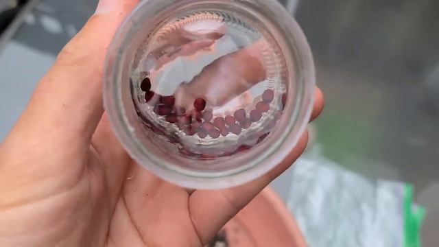 How to Grow Washingtonia Filibusta (cross of robusta and filifera) from seed Part 1 смотреть онлайн