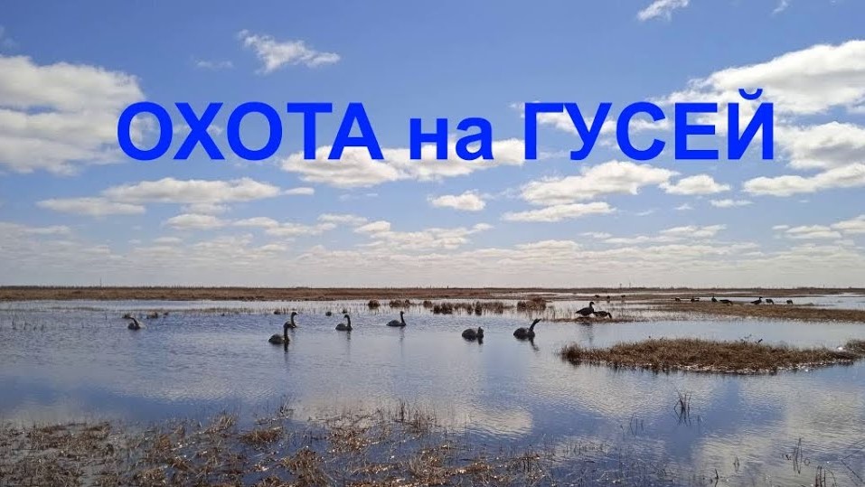 ОХОТА НА ГУСЕЙ 2021. Серия 7/Goose hunting 2021. Series 7 смотреть онлайн