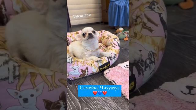 Щенки ЧИХУАХУА #купитьчихуахуа #чихуахуа #chihuahua #puppy #щенкичихуахуа #щенок #купитьщенка