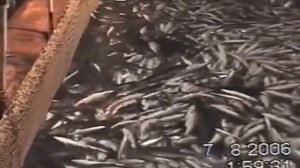 КАМЧАТКА. река КИХЧИК,МОРСКОЙ НЕВОД 2006год.