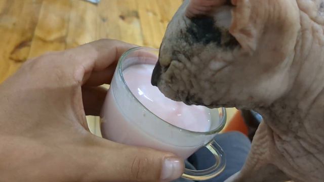 Донской сфинкс любит йогурт #кошки #донскойсфинкс #