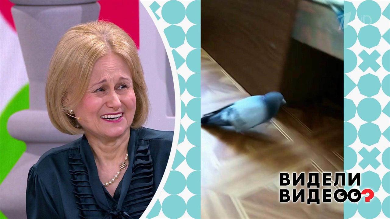 Голубь гоняет кота. Видели видео? Фрагмент выпуска от 15.09.2019