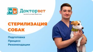 Стерилизация сук