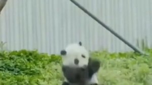 10 интересных фактов о пандах! Панда  милый бамбуковый медведь и символ Китая!