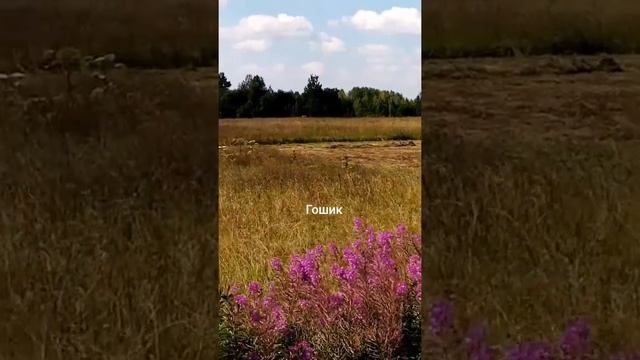 Скоро сказка сказывается да не скоро дело делается!!! смотреть онлайн