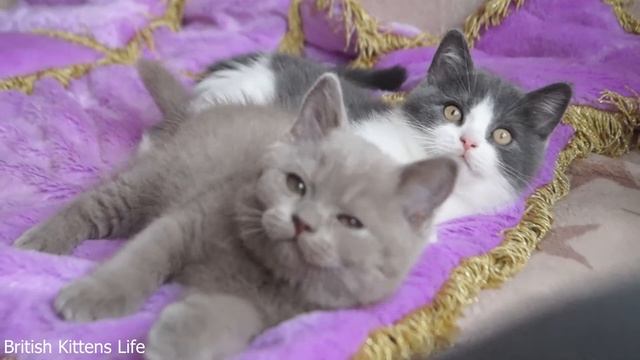 British Shorthair Kittens | Lilac and Blue bicolor смотреть онлайн
