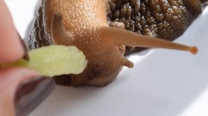 Улитка Ахатина ест огурец. Улитка крупным планом. Питание улитки.