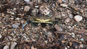 Что выбрасывает на пляж после шторма