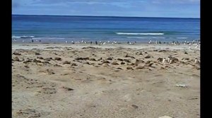 Фолкленды. Остров Сондерс и четыре вида пингвинов.