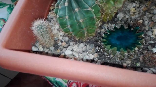 ОБРЕЗКА КАКТУСОВ. ПРОДОЛЖЕНИЕ. смотреть онлайн