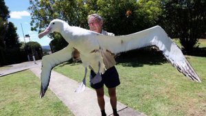 Топ самых больших летающих птиц.