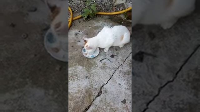 #Кошка#поймала#крысу! Смелая кошечка!