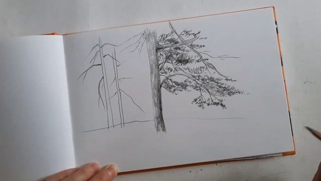 Зарисовка деревьев. Сосны простым карандашом смотреть онлайн