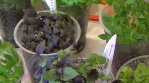 Сажаем базилик.