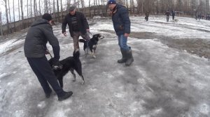 Ринг кобелей ВСЛ на 2 Кемеровской областной выставке лаек охотничьих пород 16 0319г.