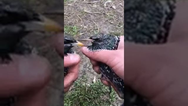Скворец, как отличить самец или самка?