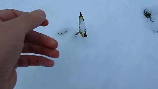 Готовлю экзотические растения к морозам смотреть онлайн