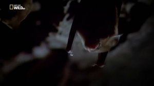 Природа Индокитая  Дикий Вьетнам