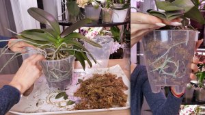 МОЩНАЯ орхидея, но НЕ ЦВЕТЁТ, ЗАСТАВИМ! ДО СИХ ПОР НЕ ПОНИМАЮ, КАК Я ЭТО СДЕЛАЛА!