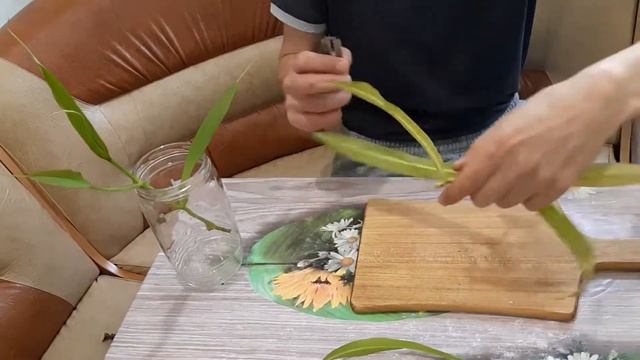 Укоренение черенков непентеса