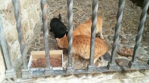 Как помочь бездомным животным