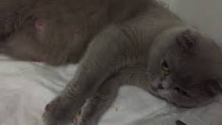 _Роды шотландской вислоухой кошки_