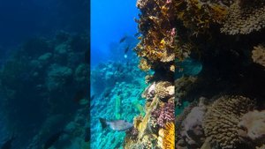 Другая планета