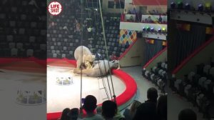 Слоны подрались в Казанском цирке // Elephants fight in Kazan Circus