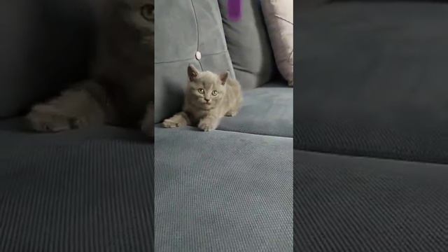 Мы только принесли её домой смотреть онлайн