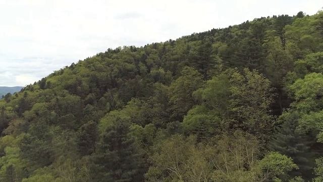 Кедровое-широколиственный лес, российский Дальний Восток