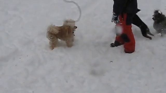Зимние бесилки пуделей и лосины смотреть онлайн