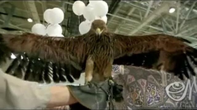 Орёл в аренду, аренда орла, орел на мероприятие, орел на праздник, www.квестысживотными.рф смотреть онлайн