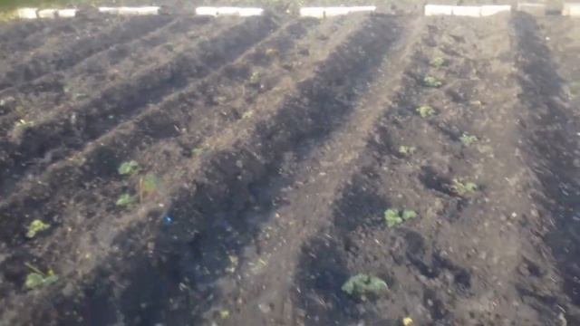 Как принялась моя РЕМОНТАНТНАЯ КЛУБНИКА и ЗЕМКЛУНИКА  