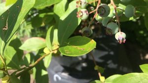 Болезни голубики. Антракноз?????