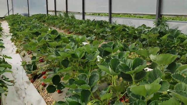 ?Обзор сорта кабрила? смотреть онлайн