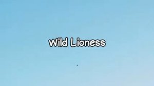 Alex Rus Dikaya Lvica English Lyrics Wild Lioness Дикая львица