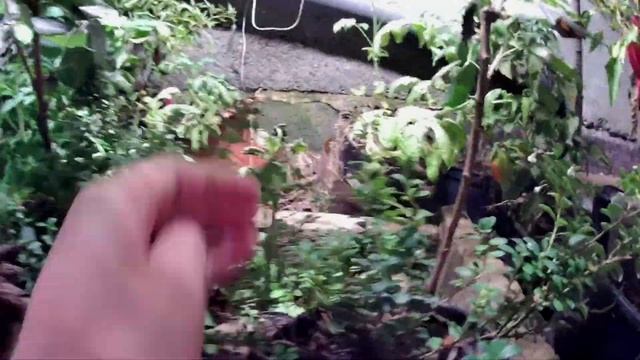 Брусника Линнея и Руно под фитосветом. Выращивание брусники в помещении под искусственным светом смотреть онлайн